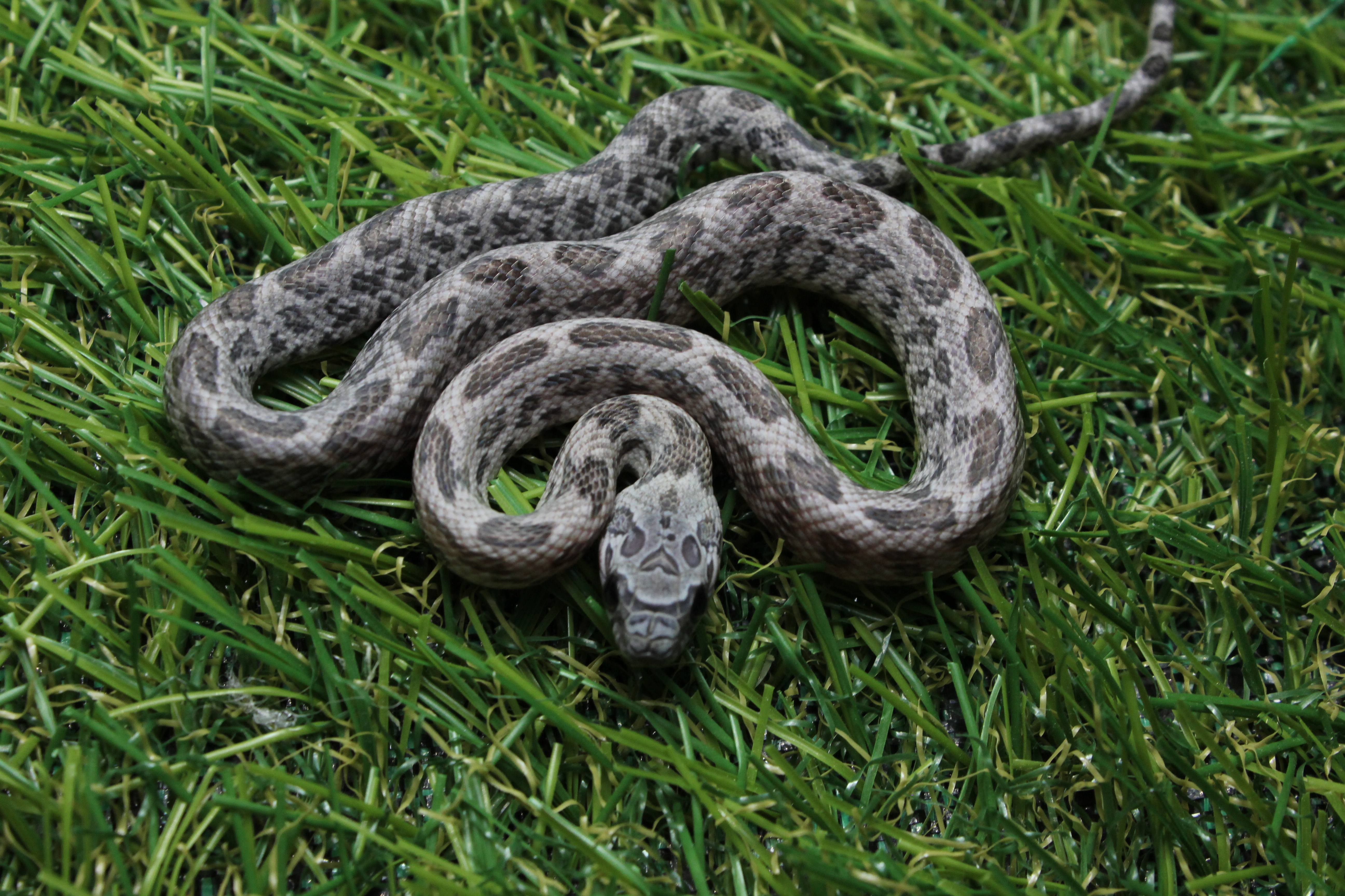 B.37.38 - Shatter (Cinder Sunkissed) - Garbek na ogonie