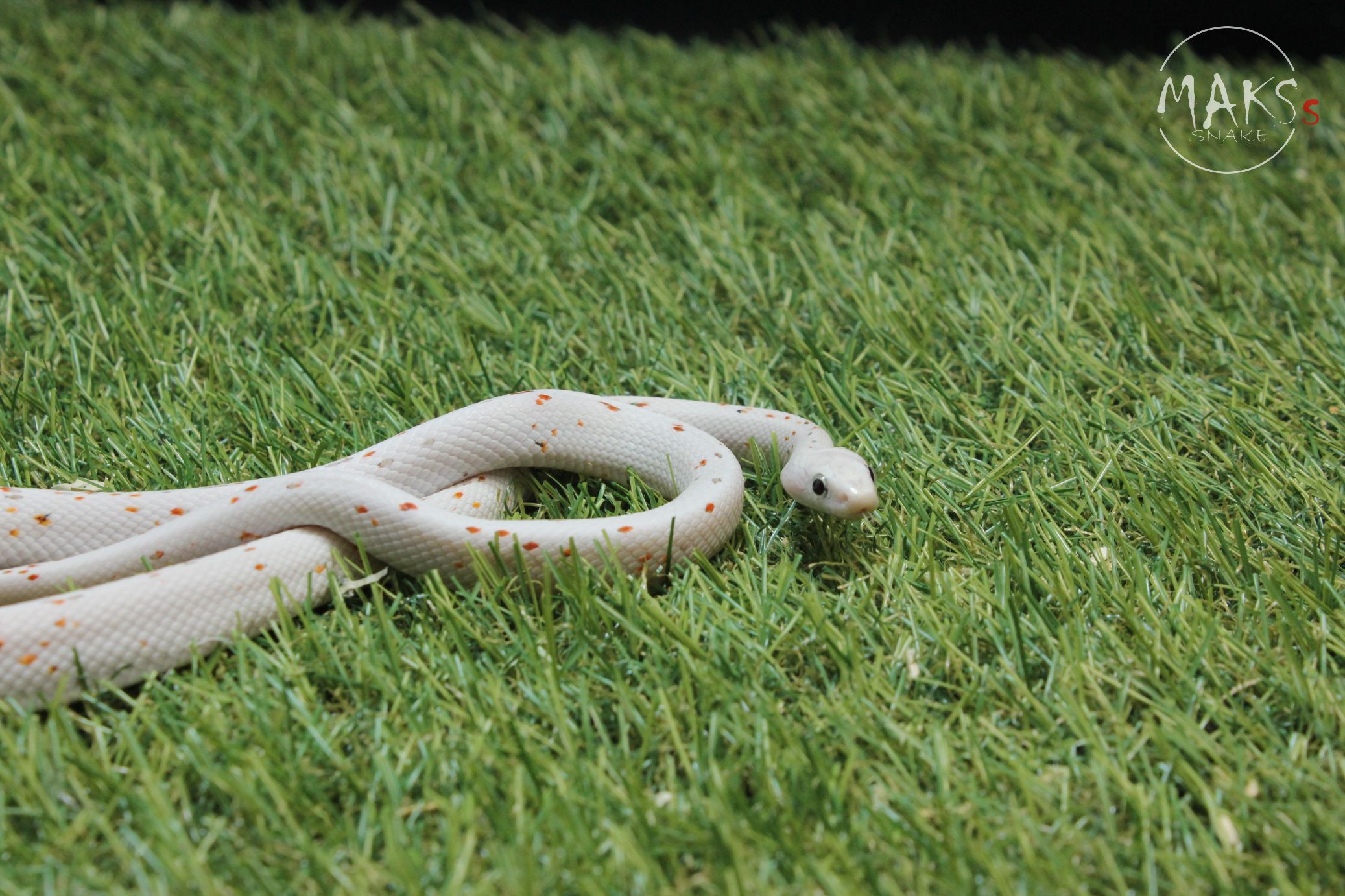Palmetto het caramel