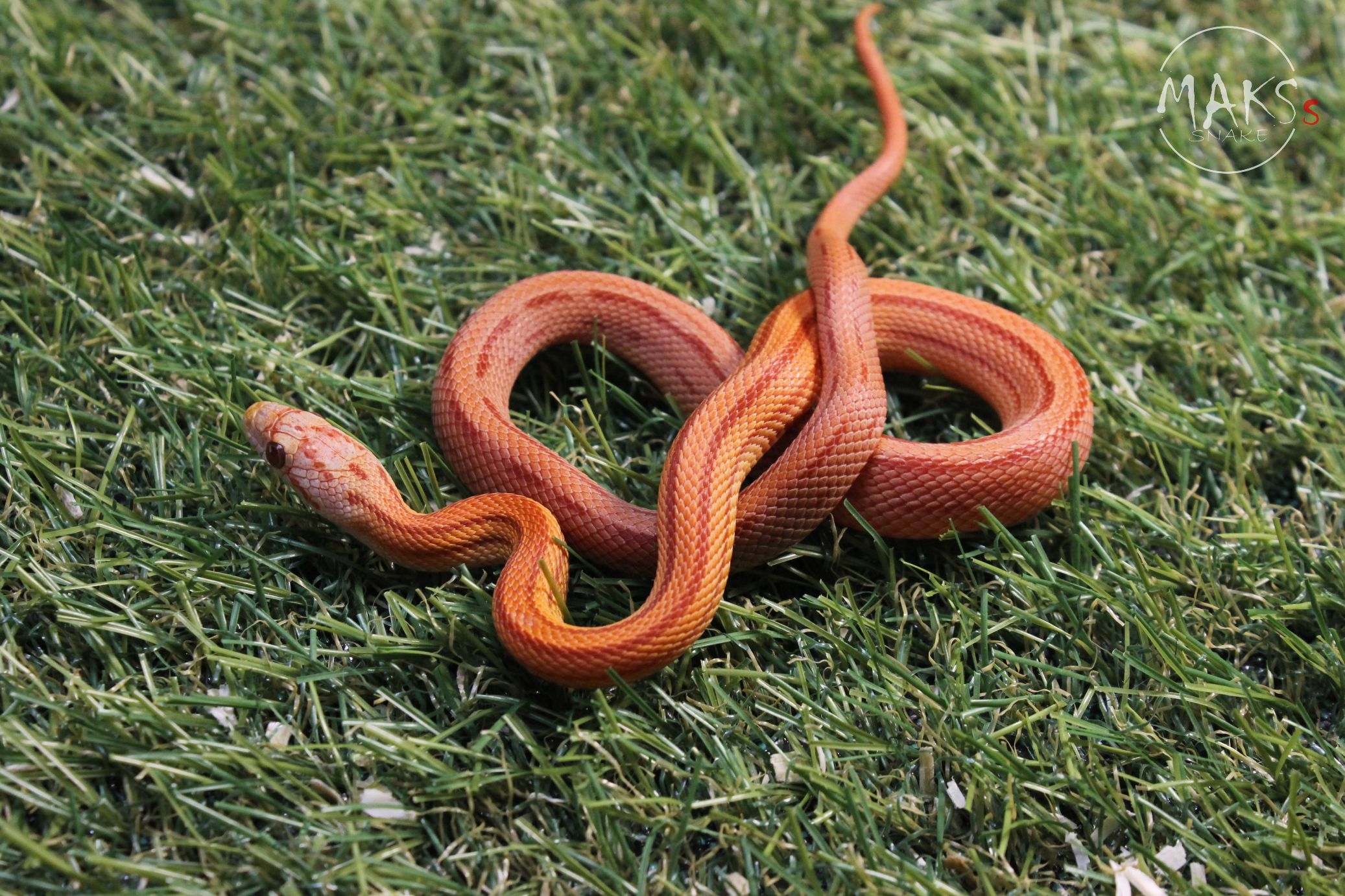 Ultramel (het Amel, Ultra) Dilute Striped het Anery, Lavender