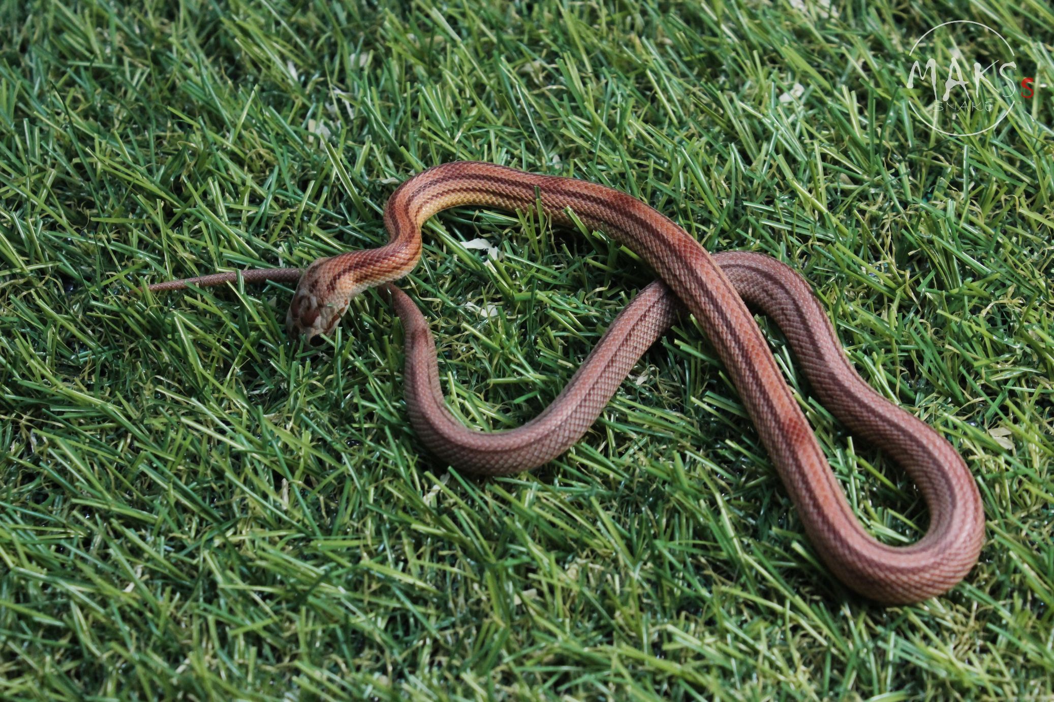 Striped (Cube) het, Anery, Dilute, Lavender