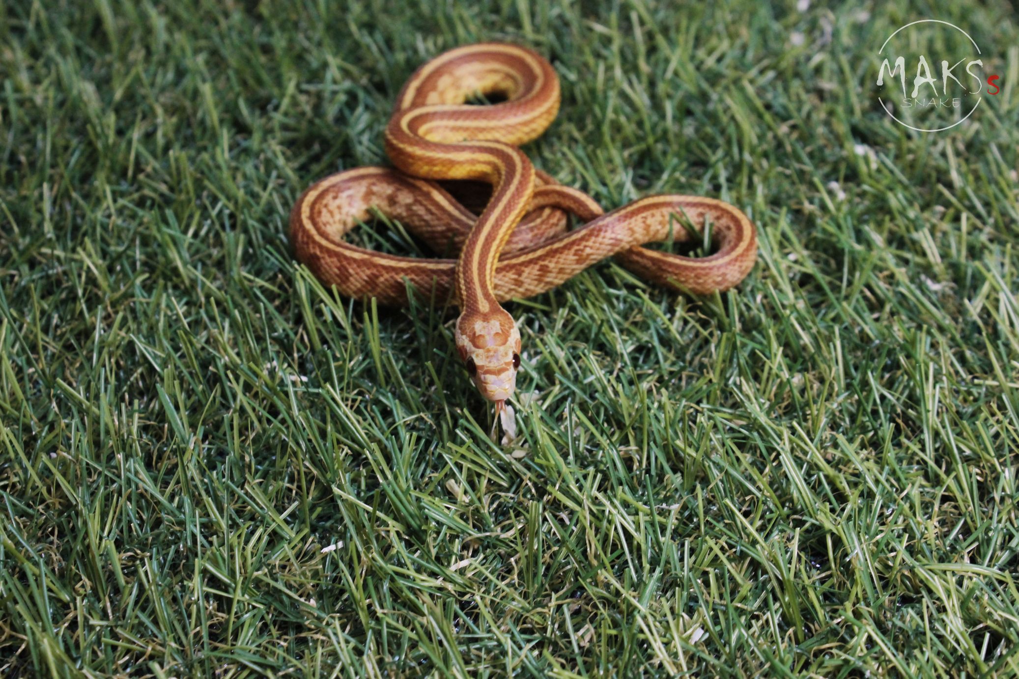 Amber (Caramel + Hypo) Tessera het scaleless, Amel, Motley/Stripe
