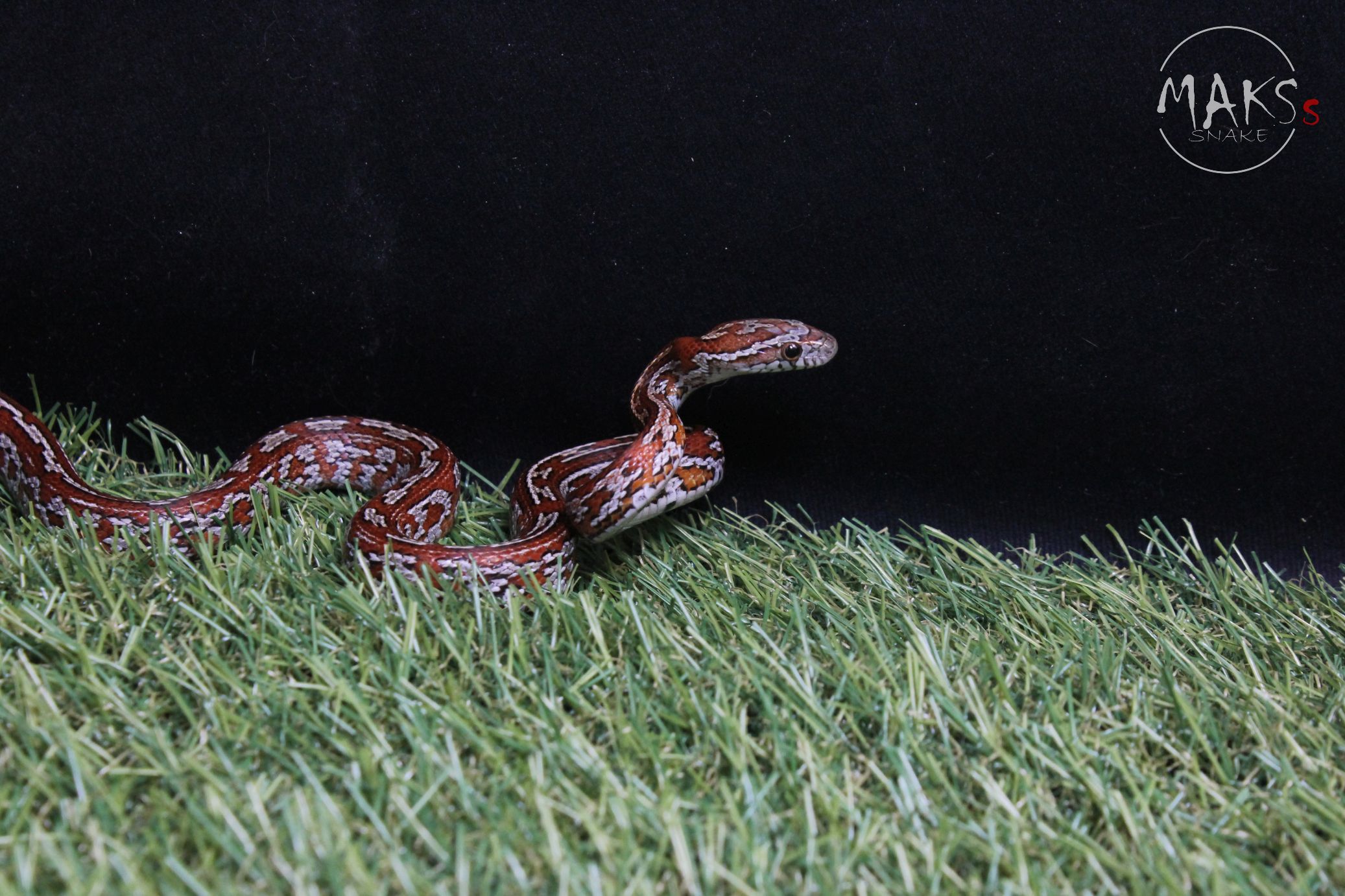 Tessera het cinder, sunkissed