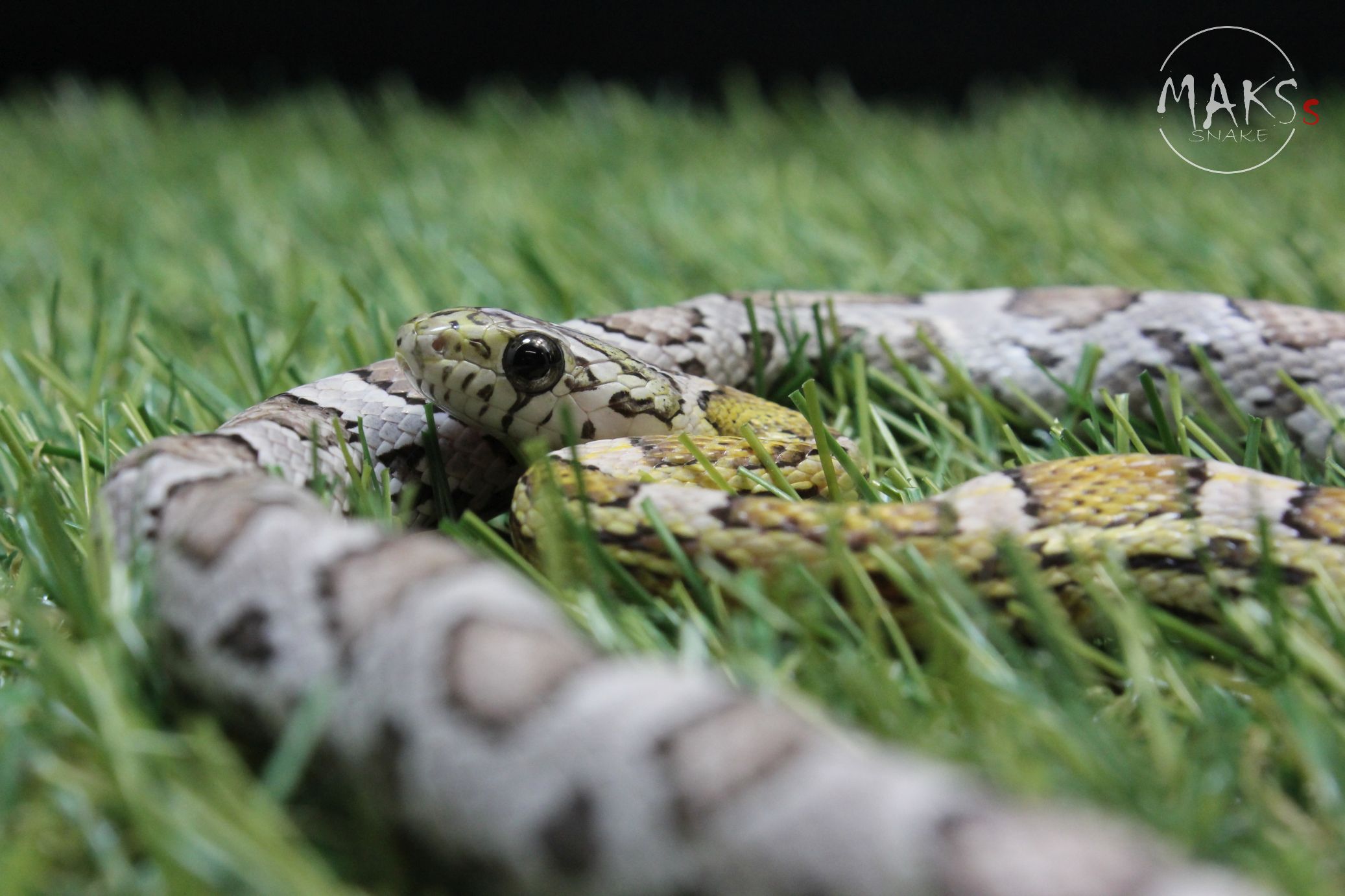 Pan Sunkissed Anery  het amel, stripe