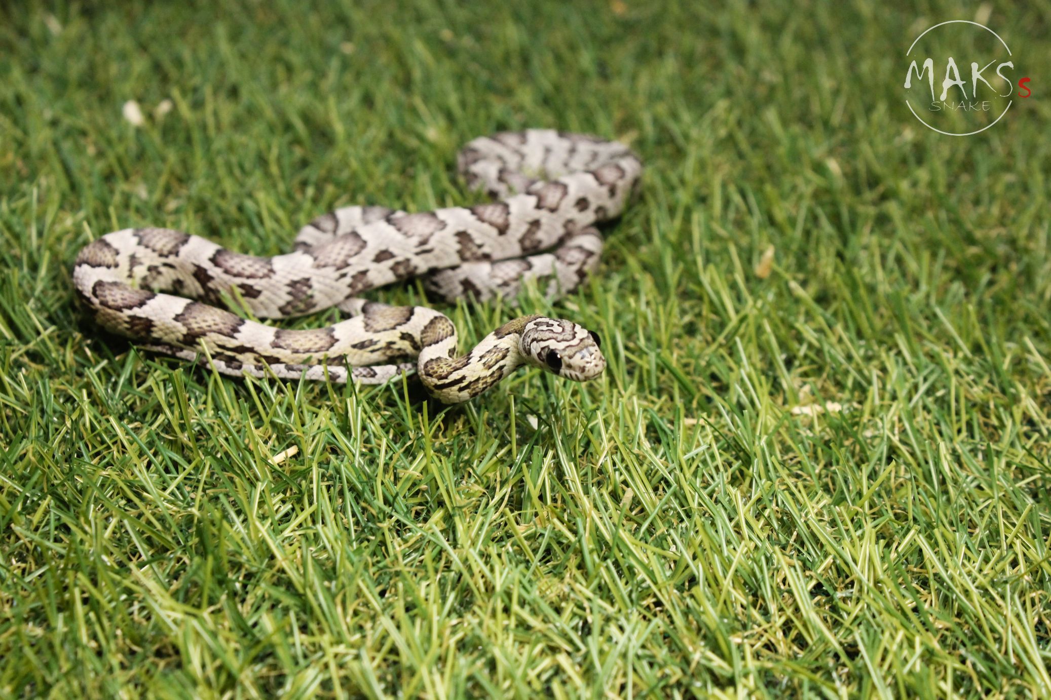 Pani Sunkissed Anery het amel, stripe