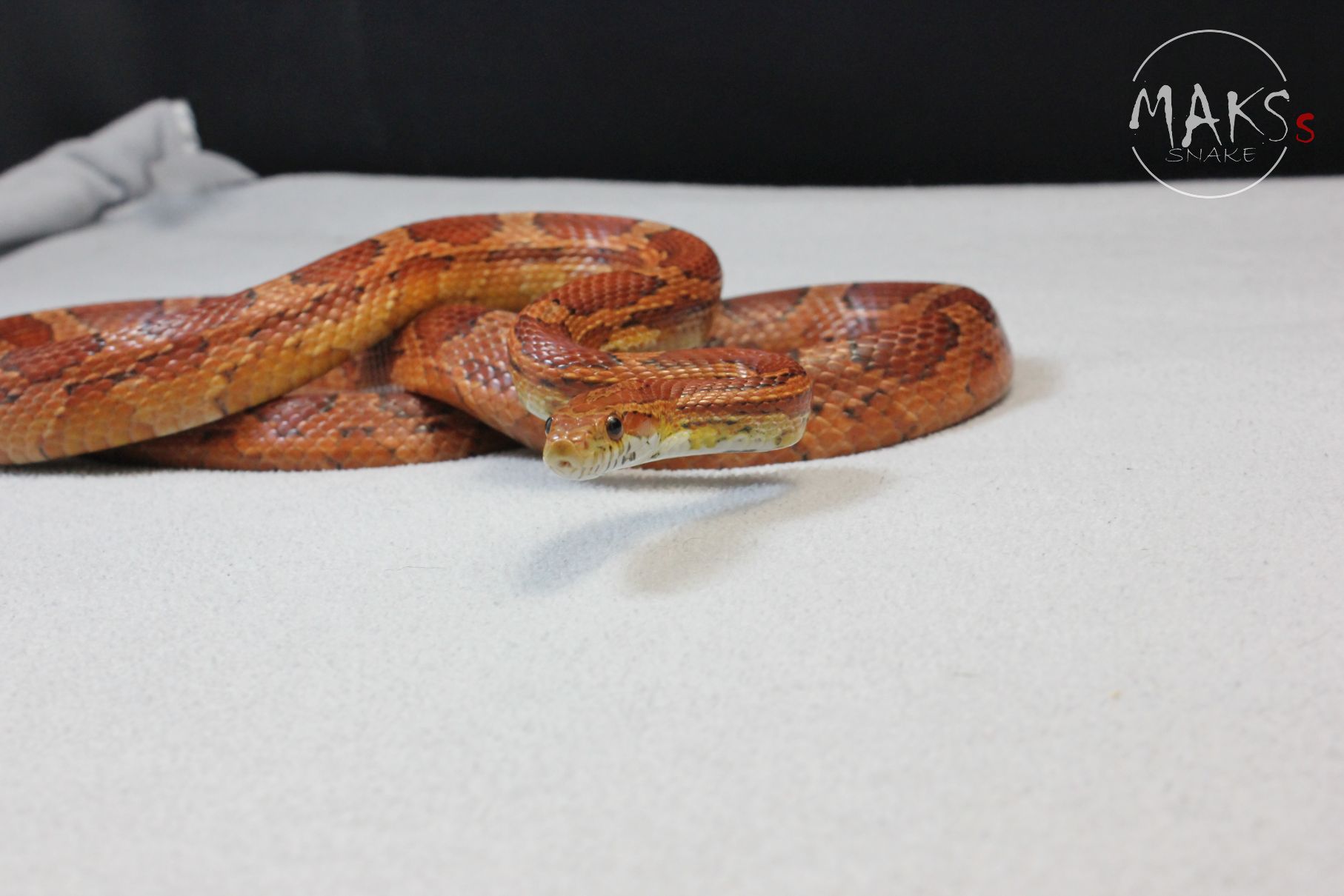 Classic het Anery, Hypo