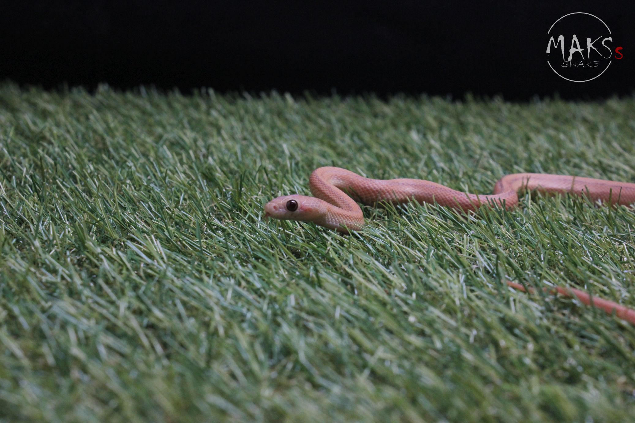 Lavender Stripe het sunkissed, amel/ultra, anery, caramel