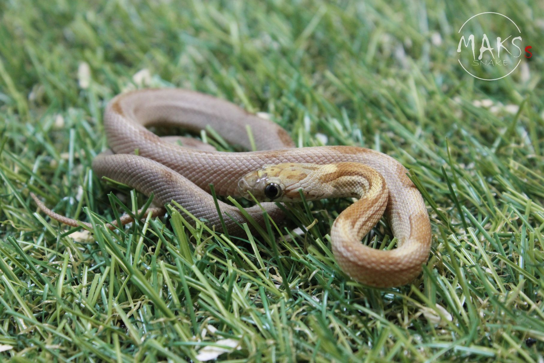 C.17.15 - Caramel Stripe het amel ph palmetto, anery