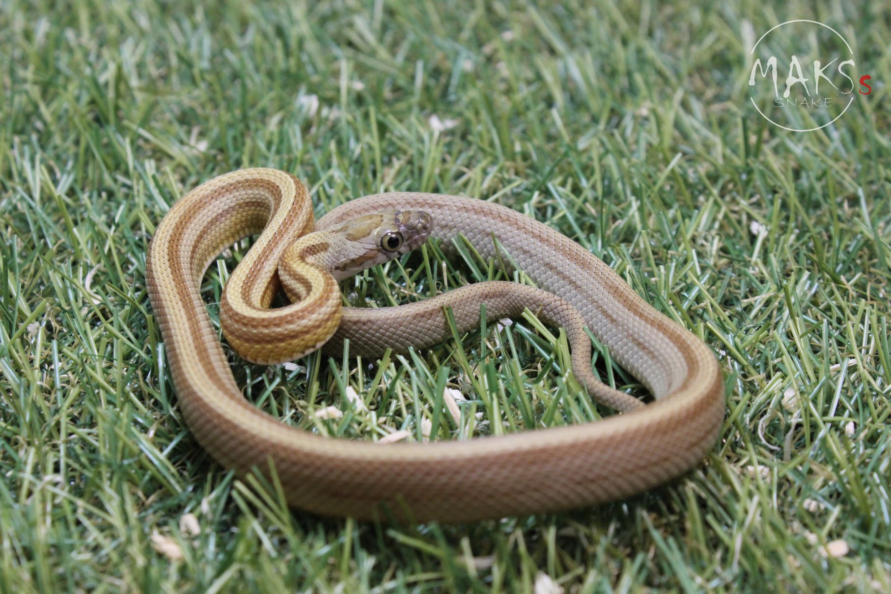 C.17.15 - Caramel Stripe het amel ph palmetto, anery