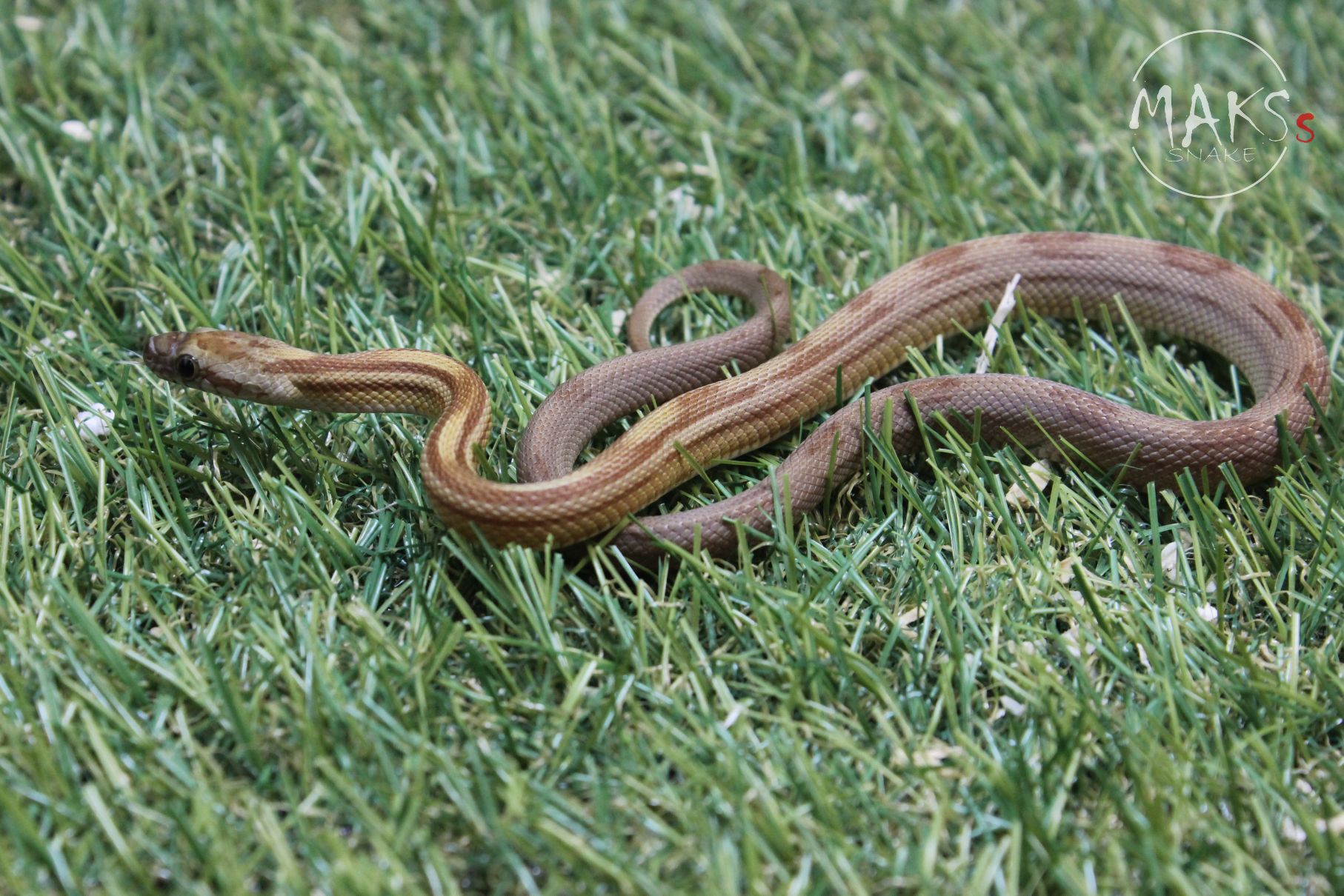 C.17.15 - Caramel Stripe het amel ph palmetto, anery