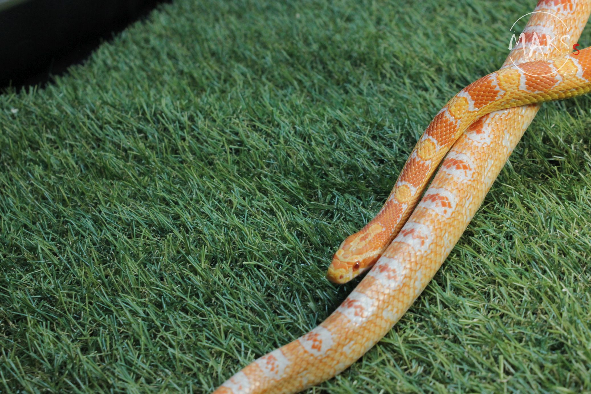 Reverse Okeetee (Amel Okeetee) het anery