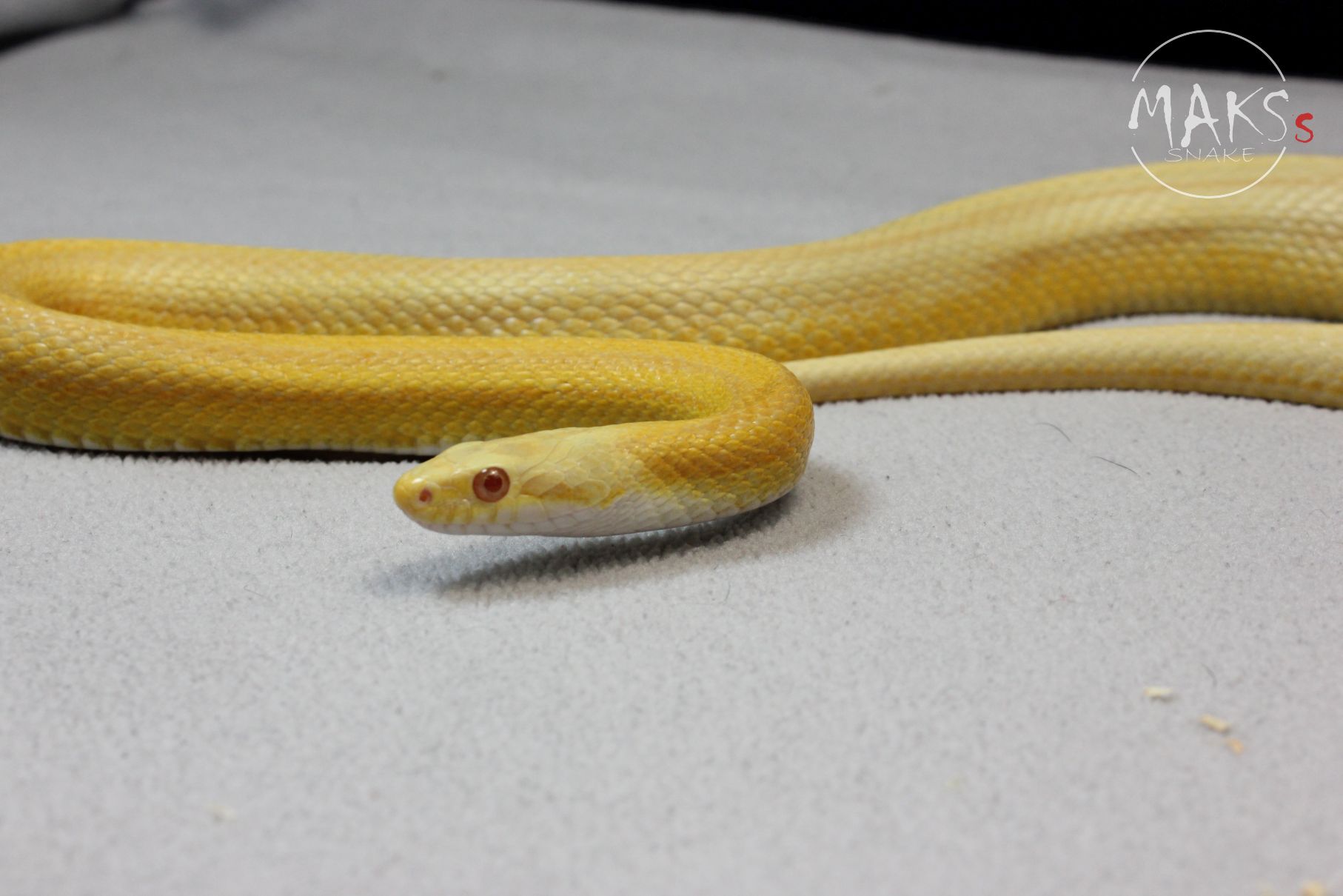 Butter(Amel, Caramel) Stripe het anery