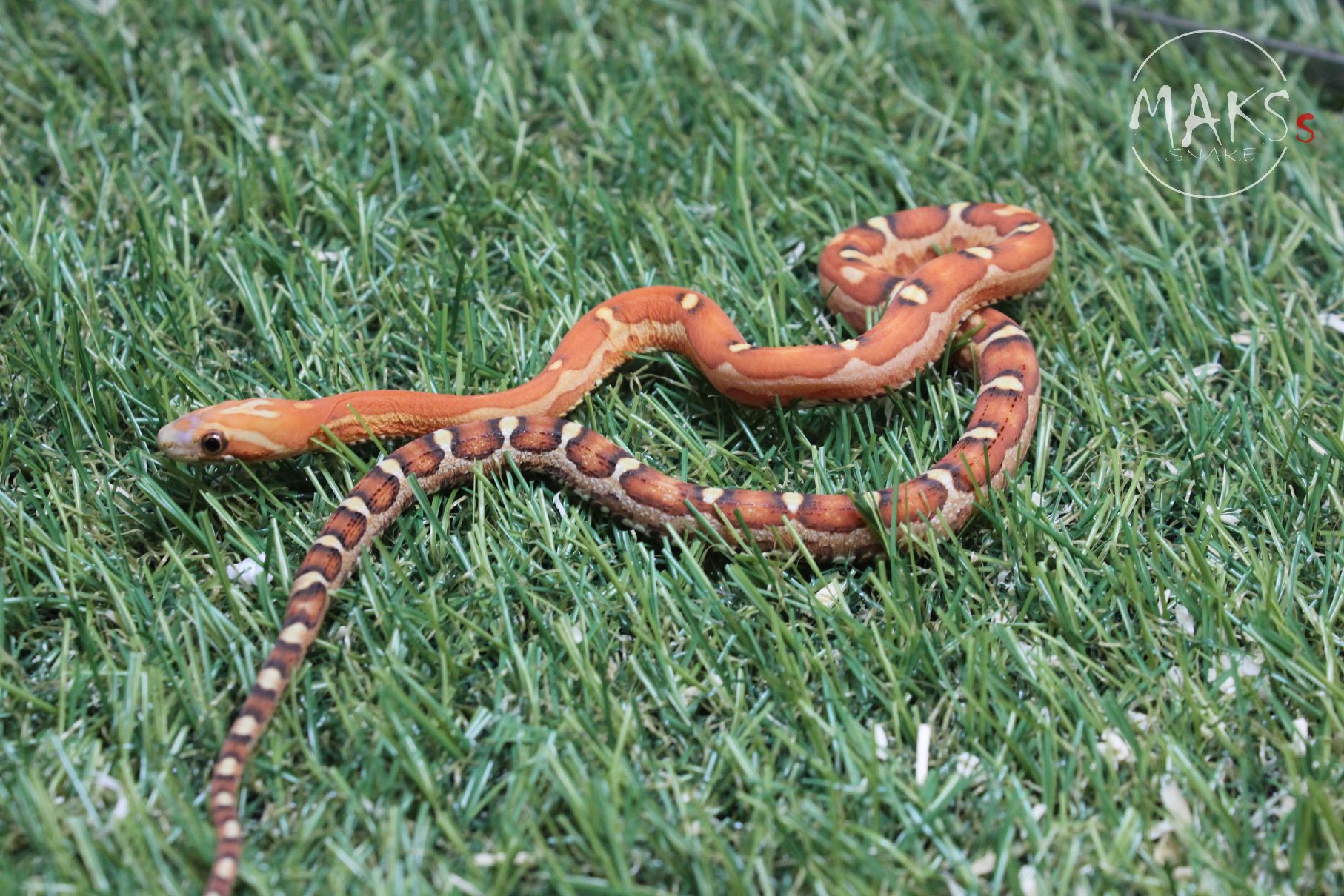 C.05.06 - Scaleless het motley, anery ph amel