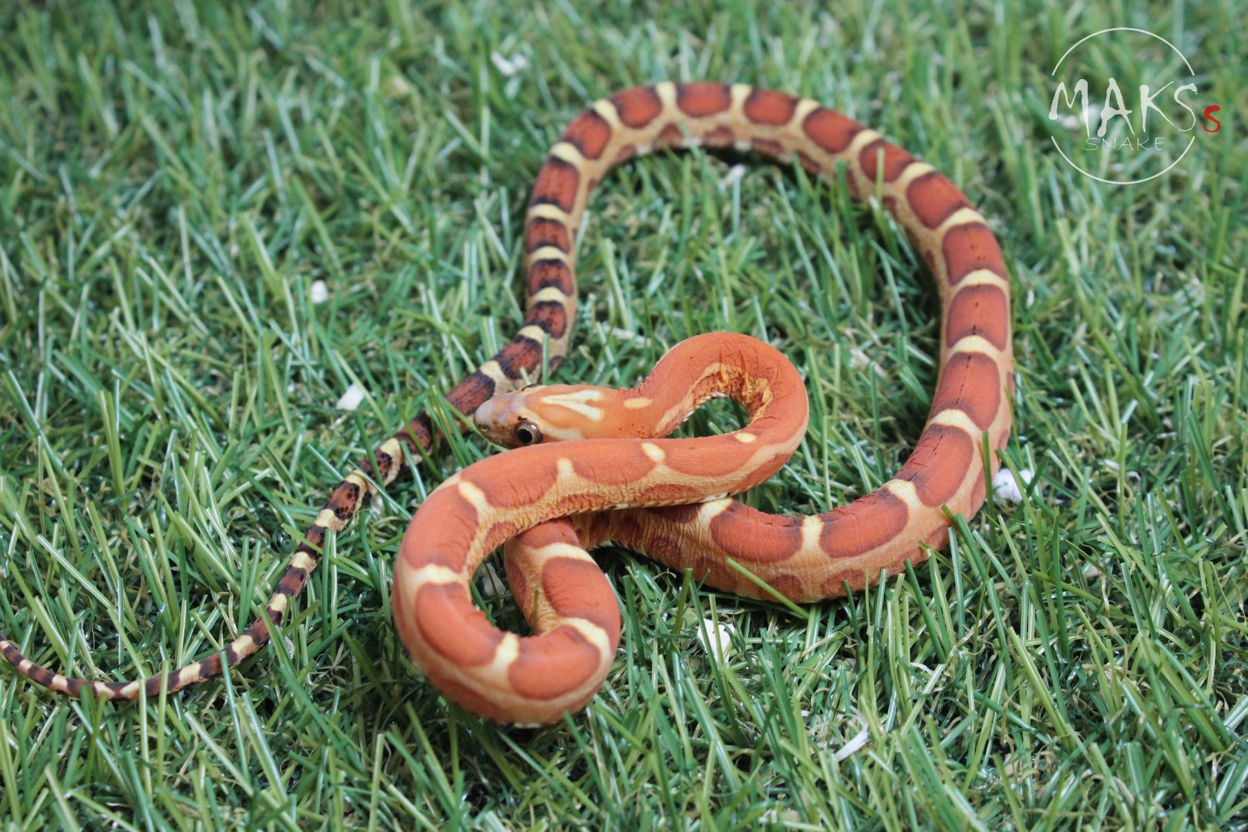 C.05.06 - Scaleless het motley, anery ph amel