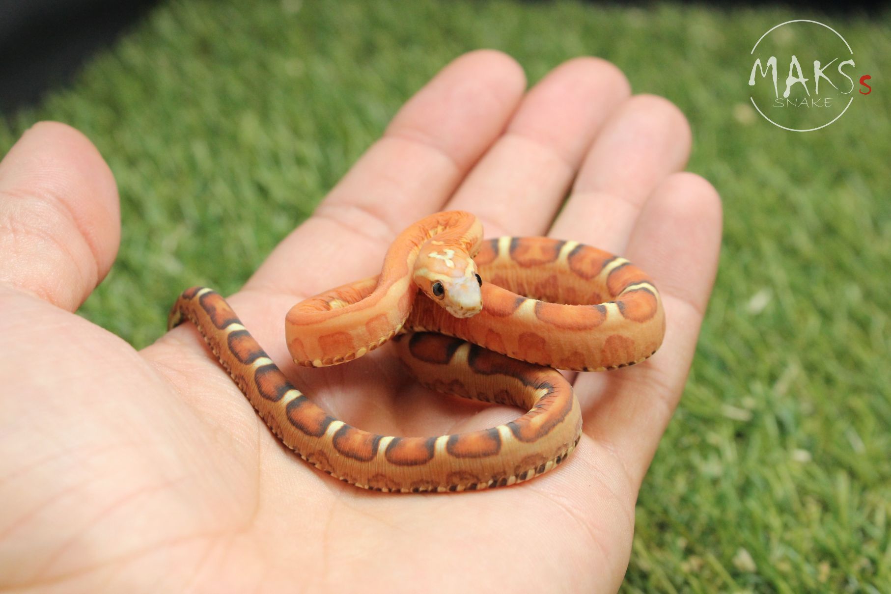 C.05.06 - Scaleless het motley, anery ph amel