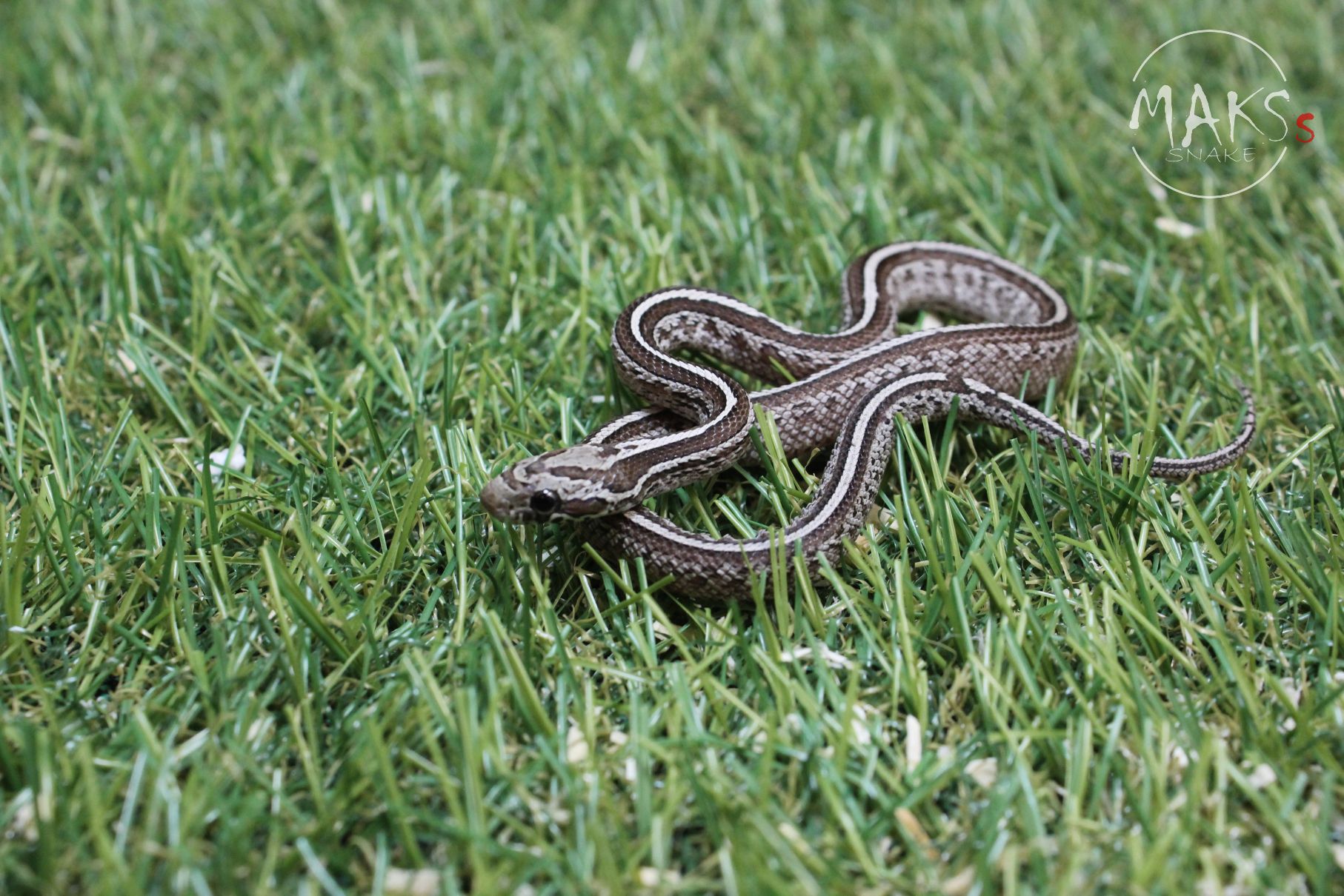 C2.05.14 -  Anery Tessera het scaleless, diffused, charcoal ph amel, hypo