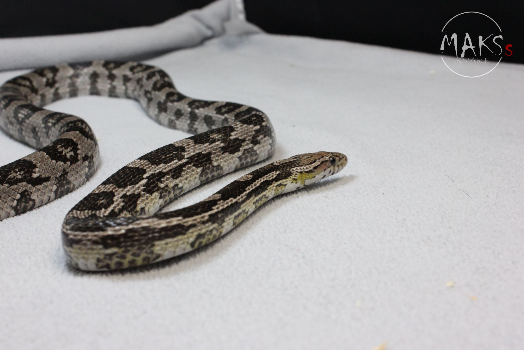 Anery  het amel, stripe