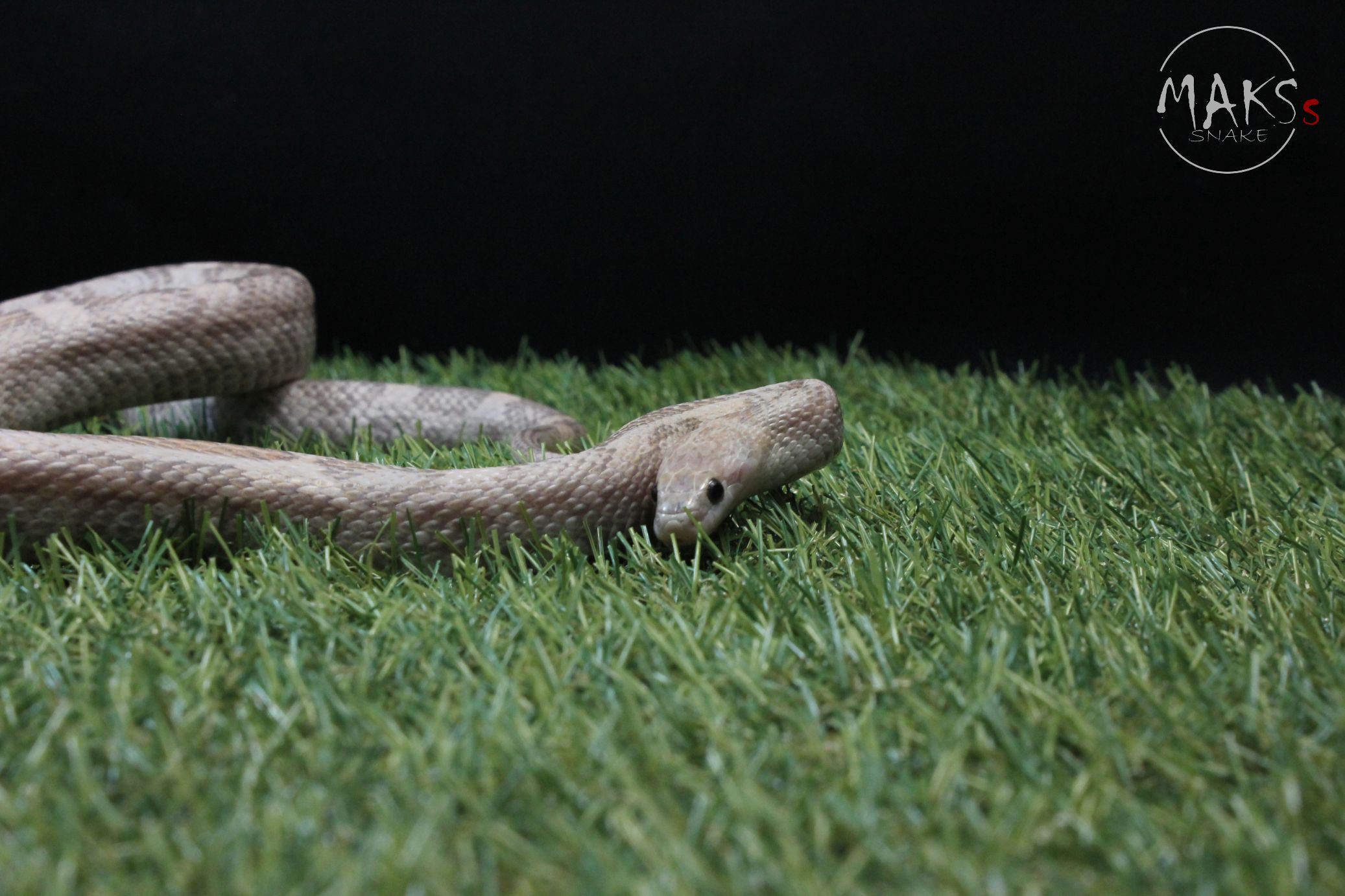 Orchid(Lavender Sunkissed) het Anery, Stripe, Caramel