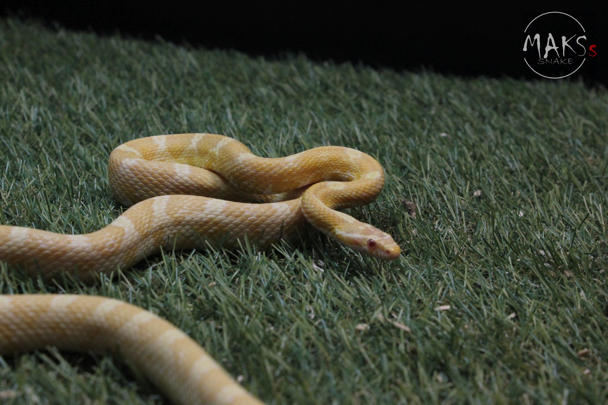 Butter (Amel, Caramel)(pos palmetto)