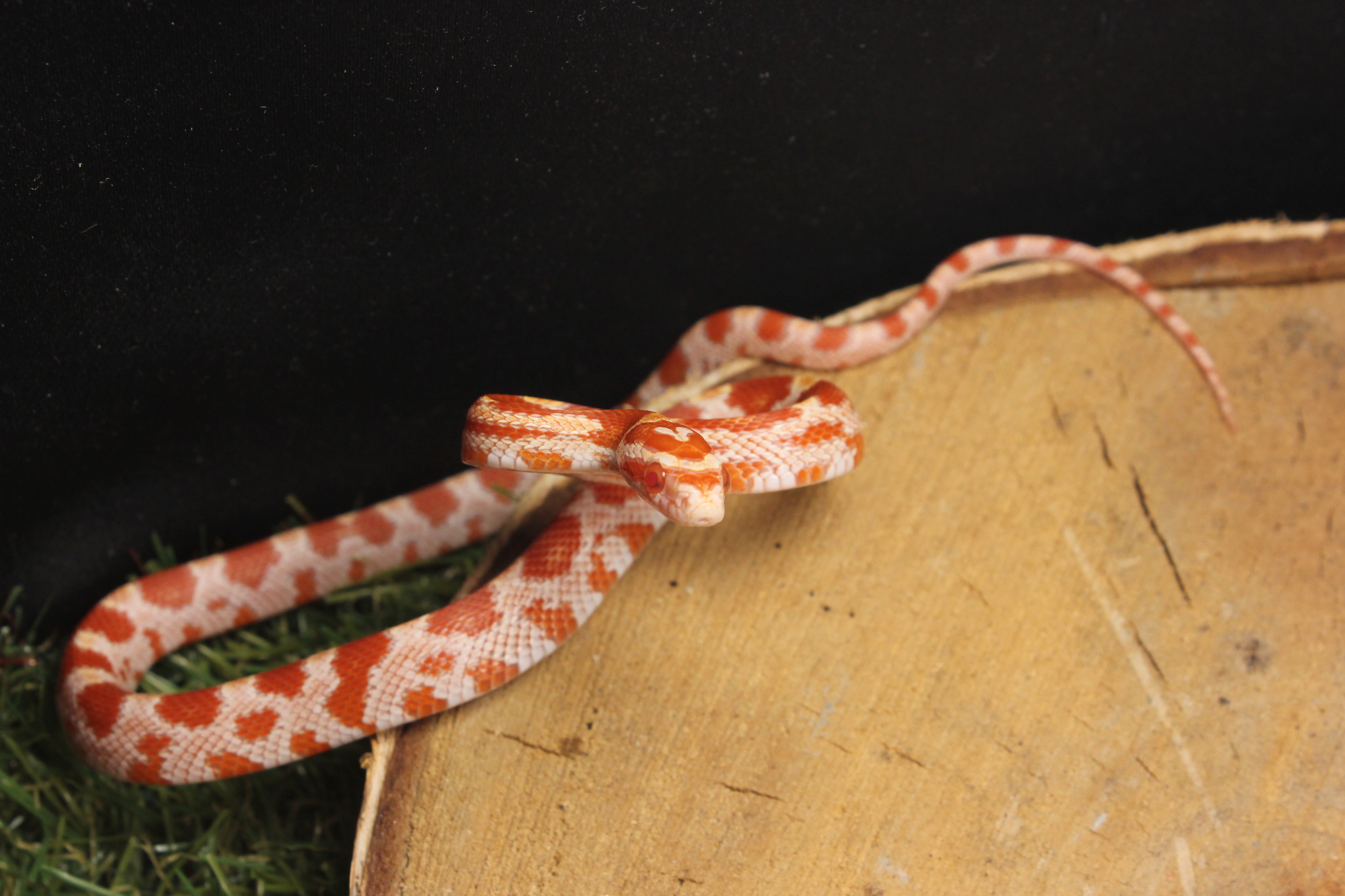 B.11.15  - Amelanistic het caramel het stripe