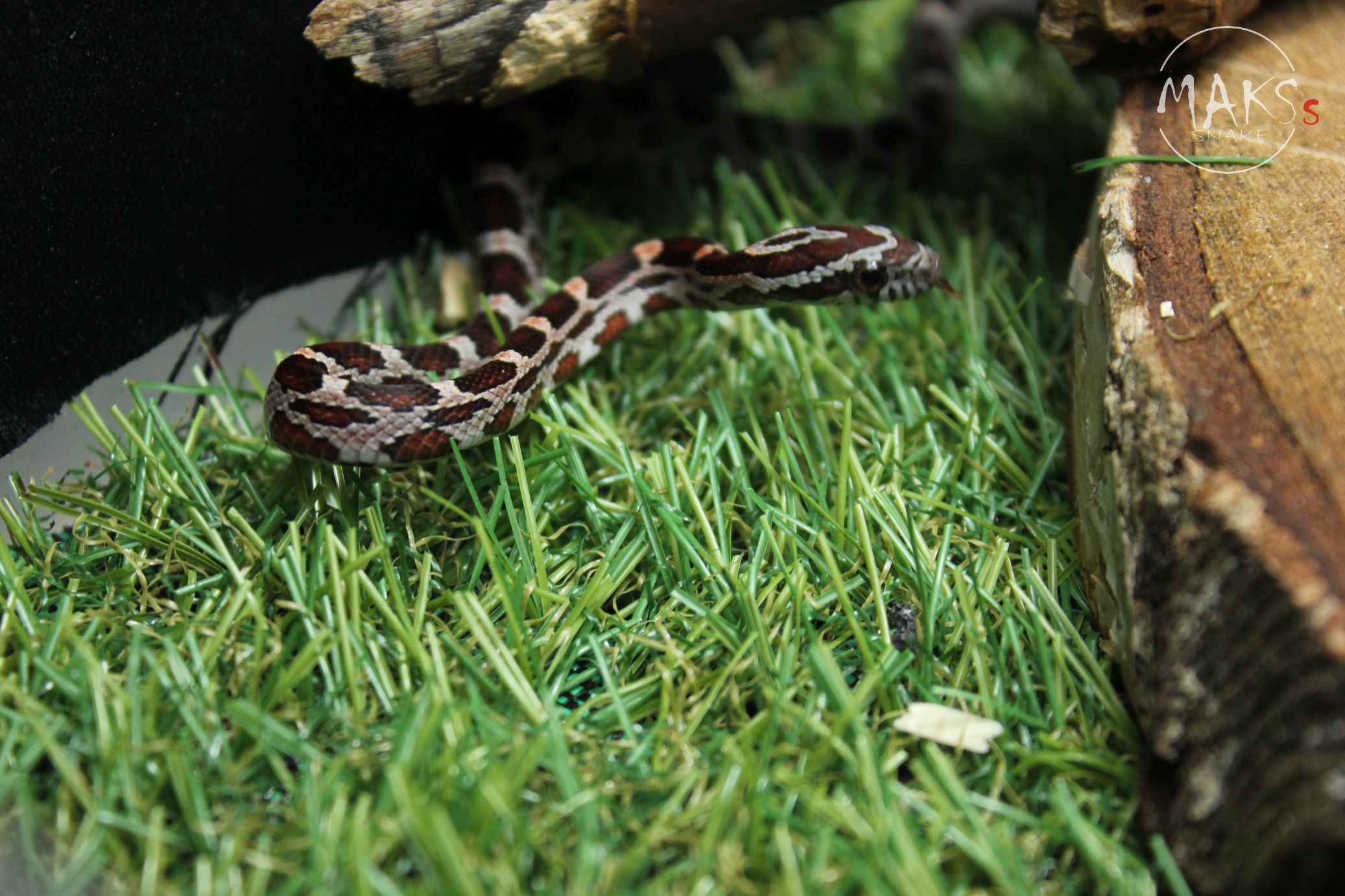 B.37.10 - Classic het cinder het sunkissed (SG Free)