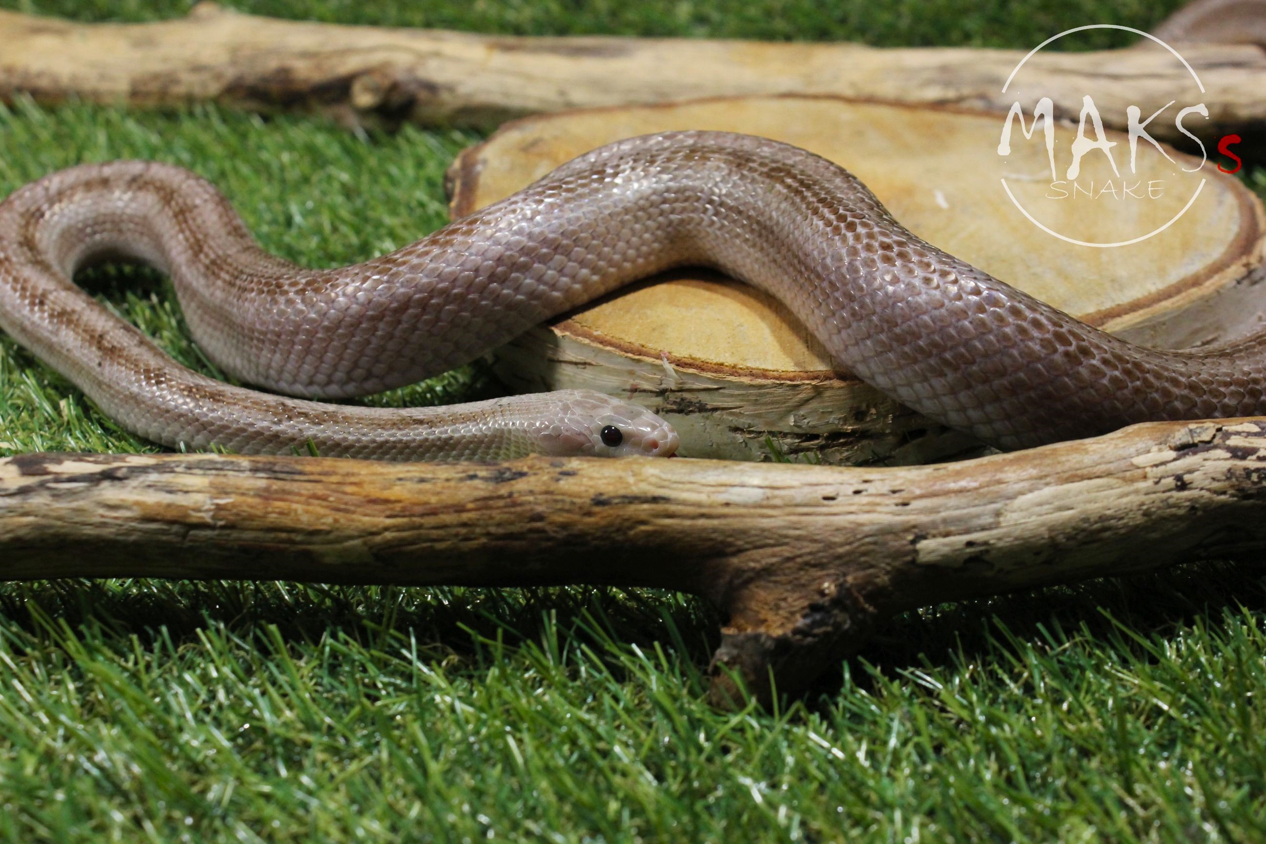 Diffused platinium (Hypo, Anery, Charcoal) het amel