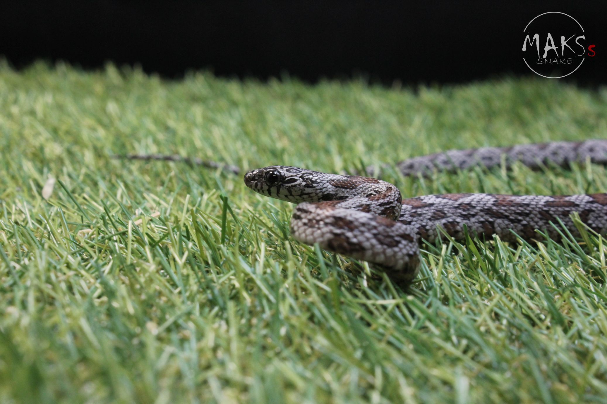 Shatterka mini  (Cinder Sunkissed) SG Free