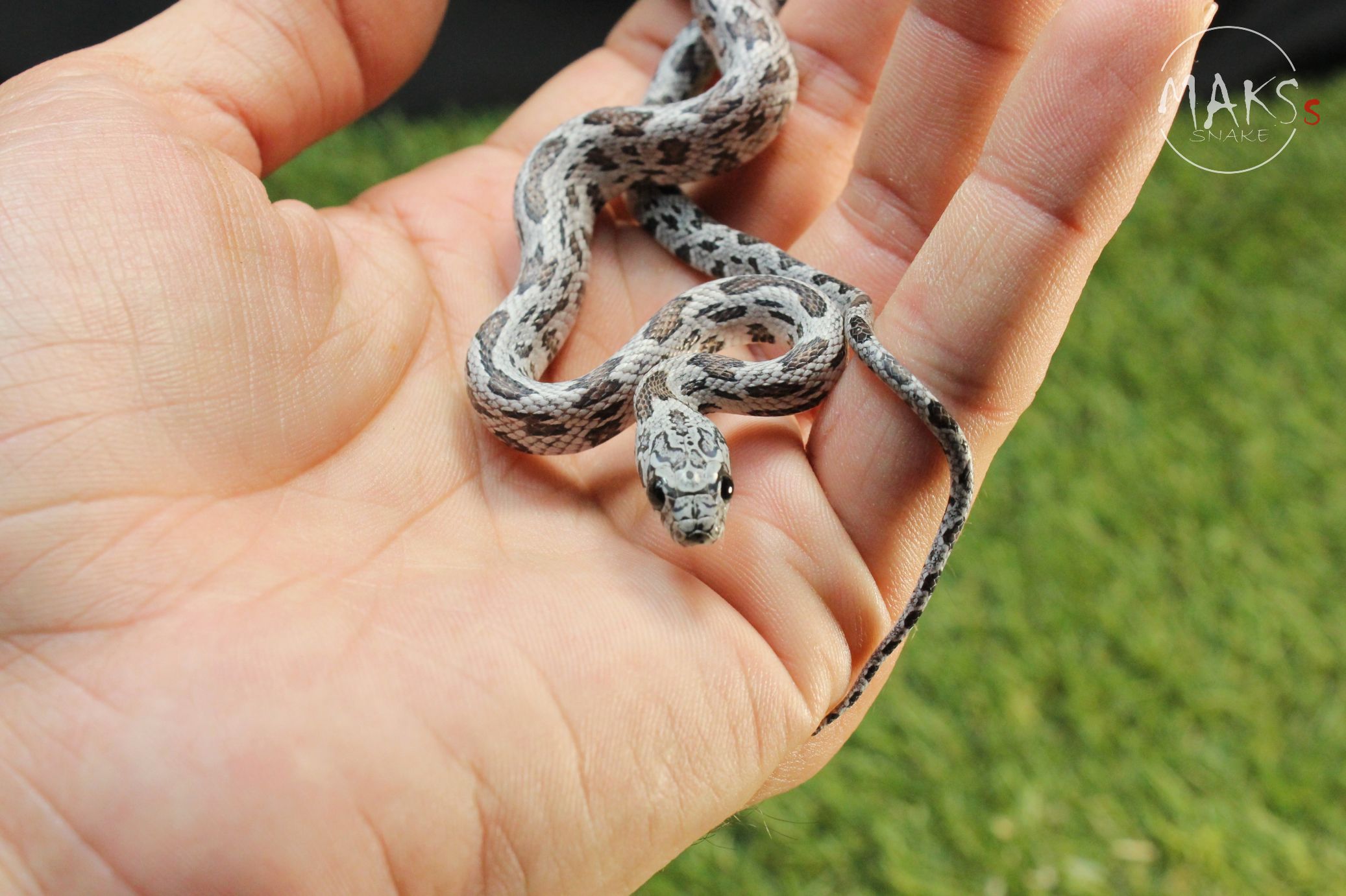 Shatter  (Cinder Sunkissed) SG Free