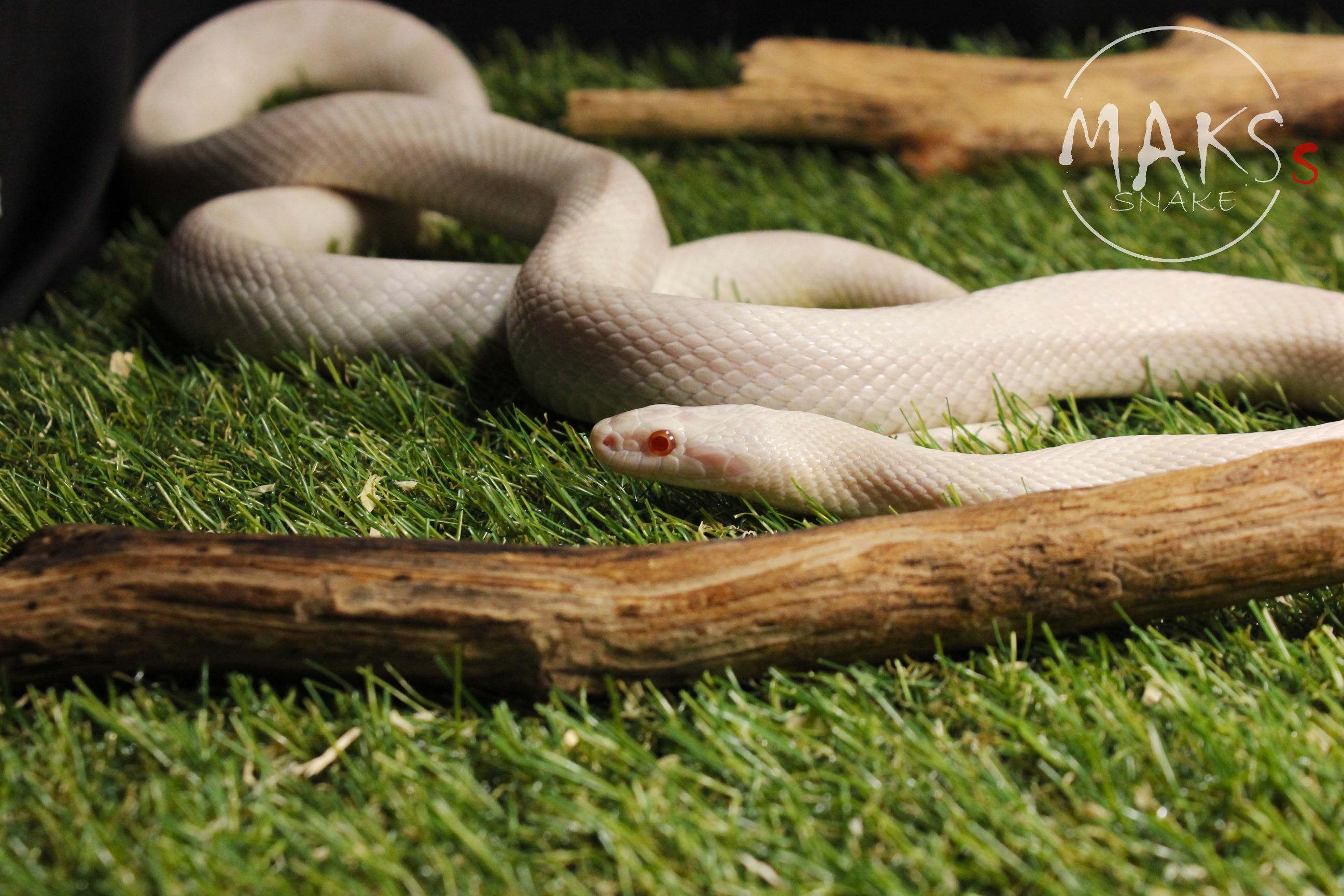 Avalanche (Anery, Amel, Diffused)