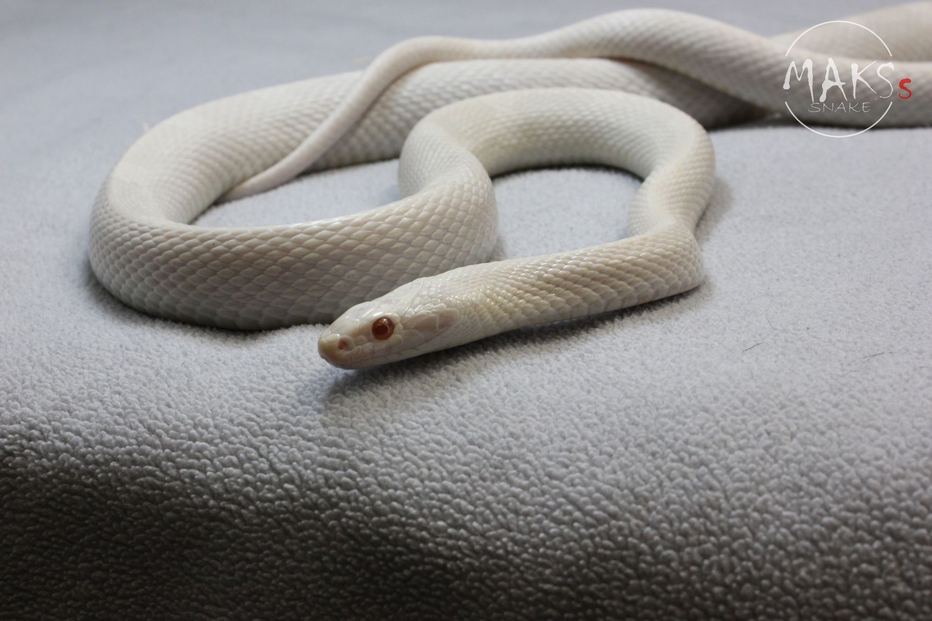 Avalanche (Anery, Amel, Diffused)